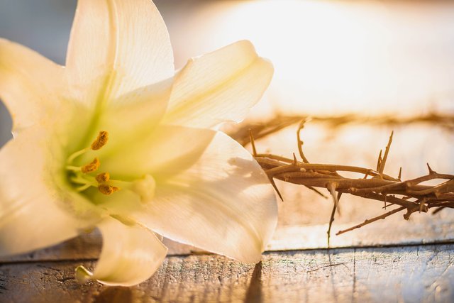 Easter_Lily_pix.max-640×480